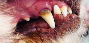 Before - <strong>Sarah</strong>