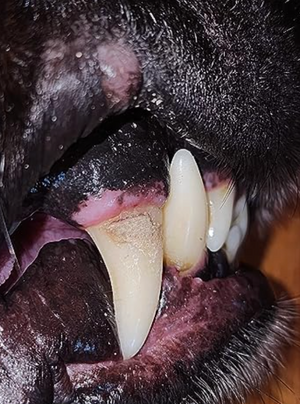 Before - <strong>Élodie</strong>