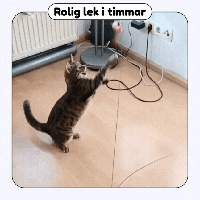Stimicat™ — Redonne à ton chat son instinct de chasseur