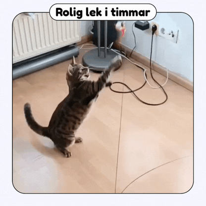 Stimicat™ — Redonne à ton chat son instinct de chasseur