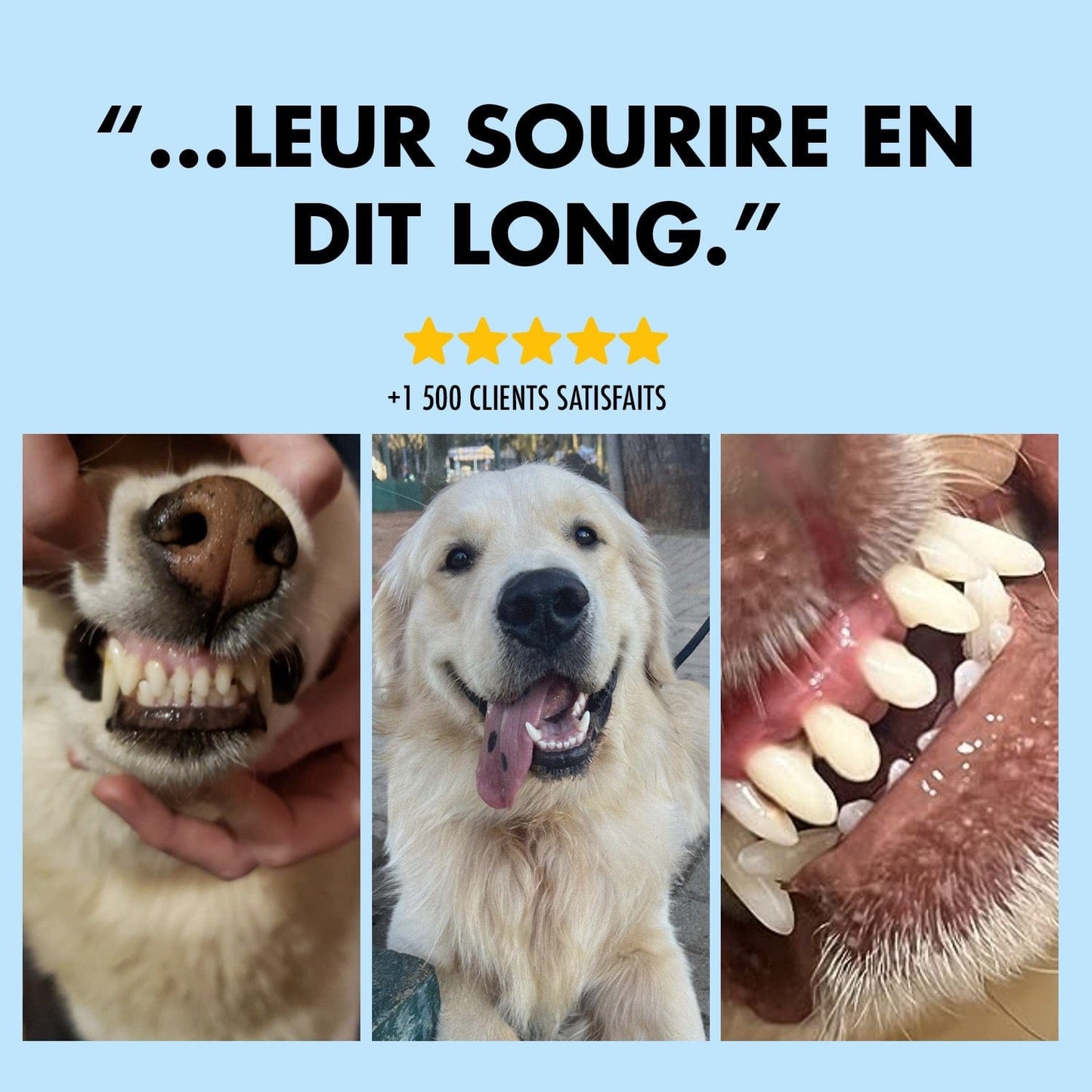 Lumea Dentex - Luméa Swiss - Québec