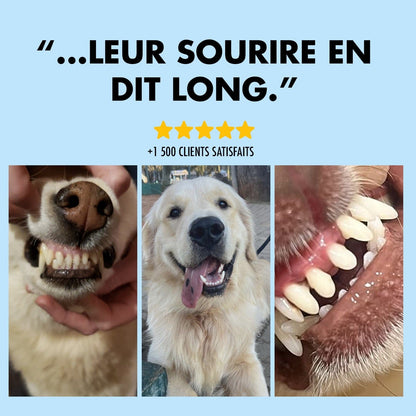 Lumea Dentex - Luméa Swiss - Québec