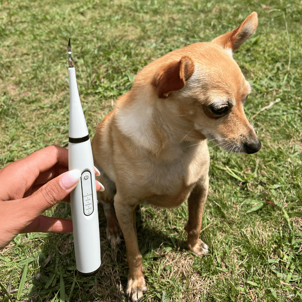 Lumea Dentex - Détartreur Dentaire Sonique Pour Chien - Luméa Swiss - Québec