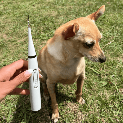 Lumea Dentex - Détartreur Dentaire Sonique Pour Chien - Luméa Swiss - Québec