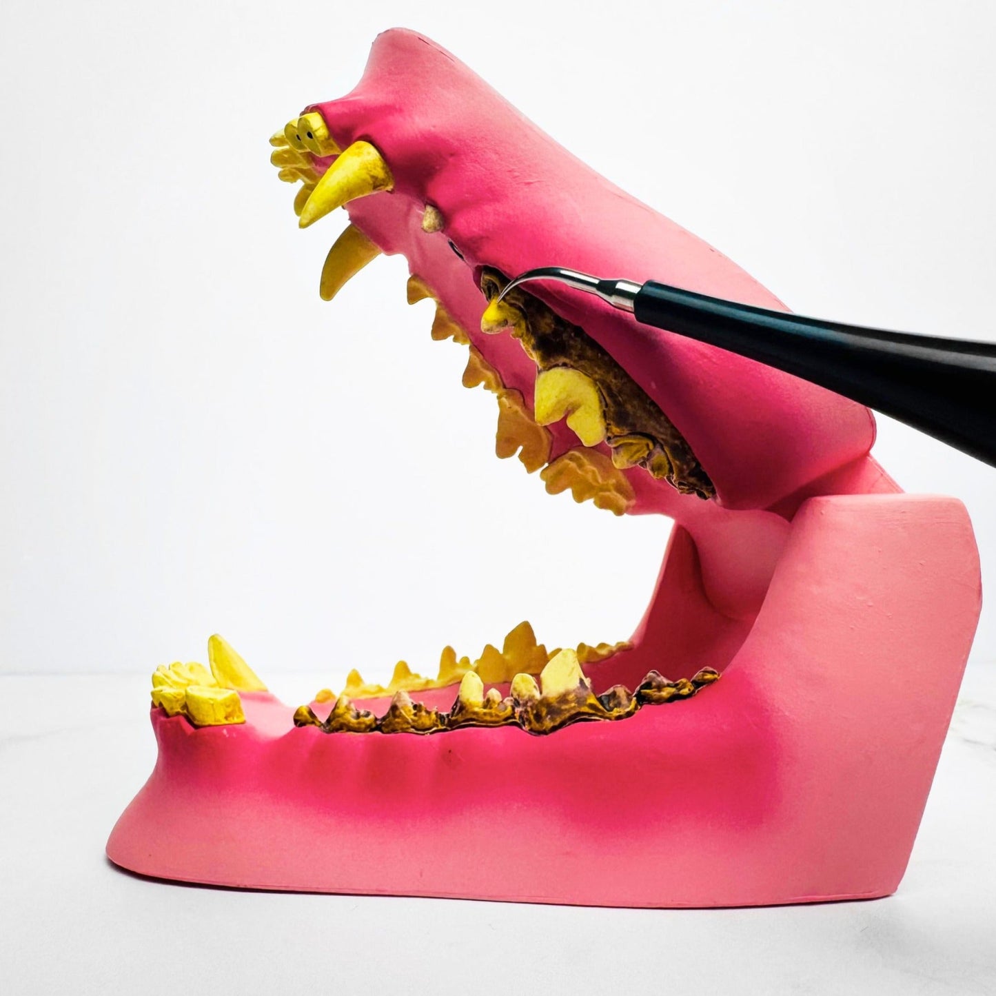 Lumea Dentex - Détartreur Dentaire Sonique Pour Chien