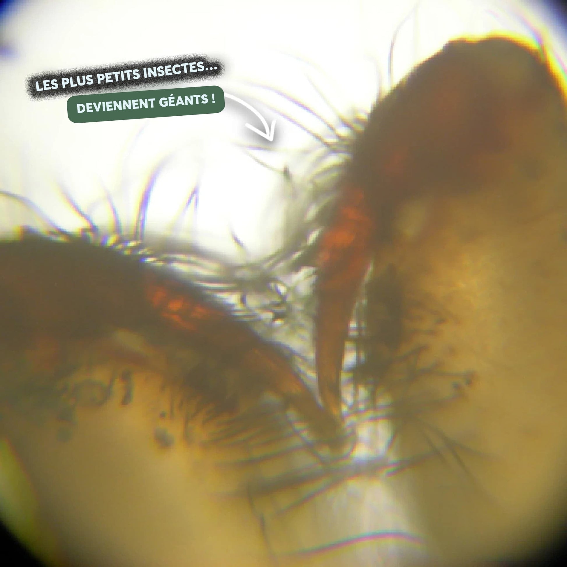 MicroExplore™ - Microscope pour enfants - Luméa Swiss - Québec